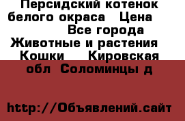Персидский котенок белого окраса › Цена ­ 35 000 - Все города Животные и растения » Кошки   . Кировская обл.,Соломинцы д.